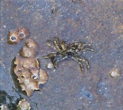 Halicarcinus planatus