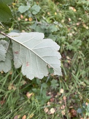 Crataegus maximowiczii