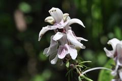 Justicia adhatodoides