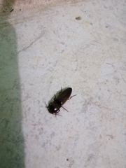 Orthostethus infuscatus