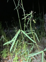 Desmodium rosei