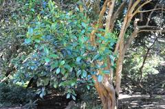 Elaeodendron croceum