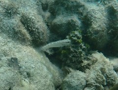 Amblygobius stethophthalmus