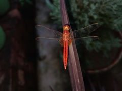 Crocothemis servilia