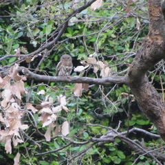 Glaucidium capense ngamiense