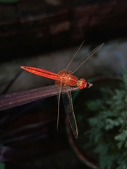 Crocothemis servilia
