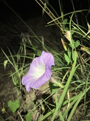 Ipomoea gilana