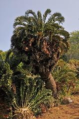 Encephalartos latifrons