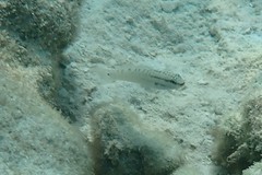 Amblygobius stethophthalmus