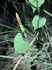 Ipomoea gilana