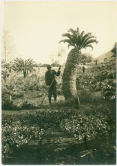 Encephalartos latifrons