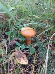 Suillus grevillei
