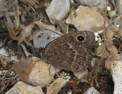 Satyrus actaea