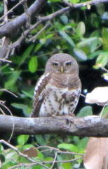 Glaucidium capense ngamiense