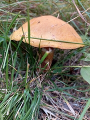 Suillus grevillei