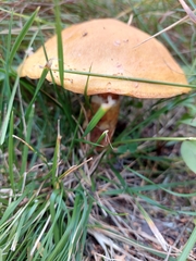 Suillus grevillei