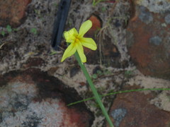 Moraea collina