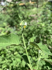 Solanum interius