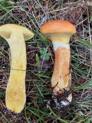 Suillus grevillei