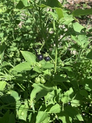 Solanum interius