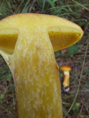 Suillus grevillei