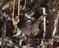 Curruca layardi layardi