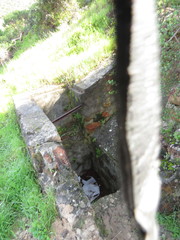 Cheilanthes capensis