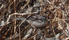 Curruca layardi layardi