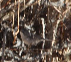 Curruca layardi layardi