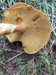 Suillus grevillei