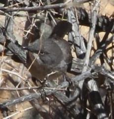 Curruca layardi layardi