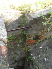 Cheilanthes capensis