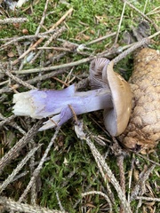 Cortinarius stillatitius