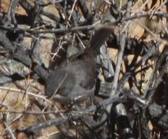 Curruca layardi layardi