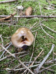 Cortinarius stillatitius