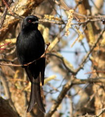 Dicrurus adsimilis fugax