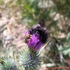 Xylocopa iris