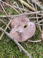 Cortinarius stillatitius