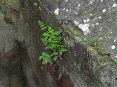 Cheilanthes capensis