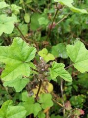 Malva verticillata