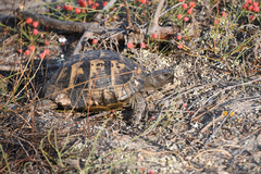 Testudo hermanni