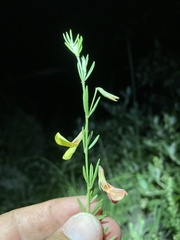 Acmispon wrightii