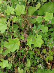 Malva verticillata