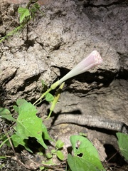 Ipomoea gilana
