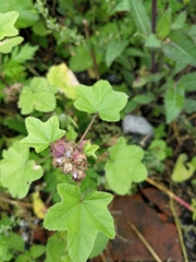 Malva verticillata