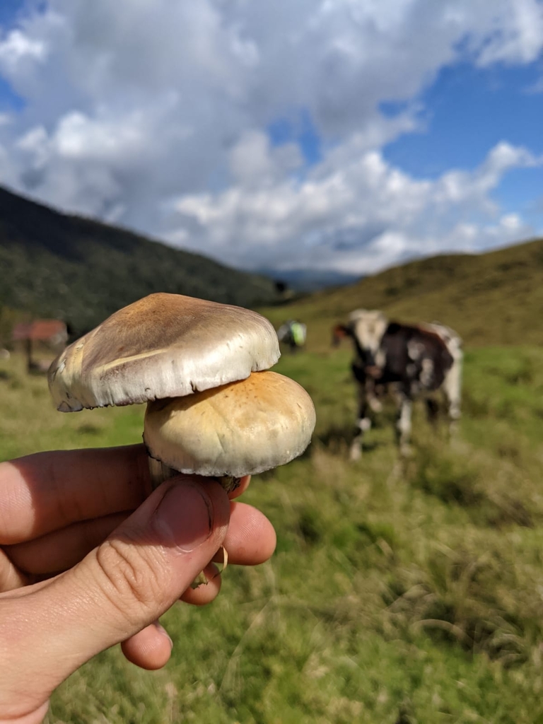 Psilocybe cubensis · August 2021 · photo: © felipe476 (iNaturalist, cc0)