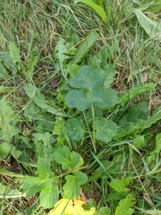 Heracleum sphondylium sibiricum
