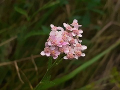 Achillea roseo-alba