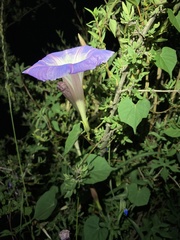 Ipomoea gilana