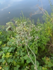 Heracleum sphondylium sibiricum